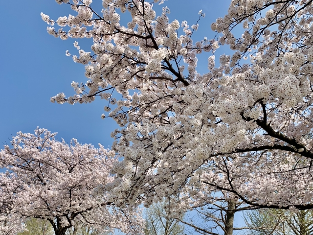 桜