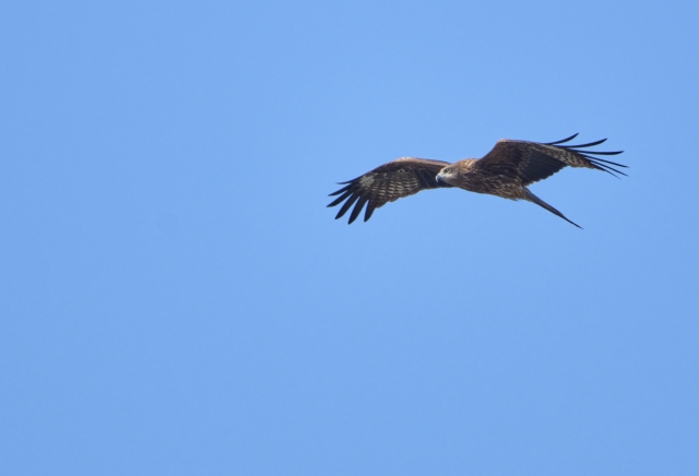 空を飛ぶ鳥