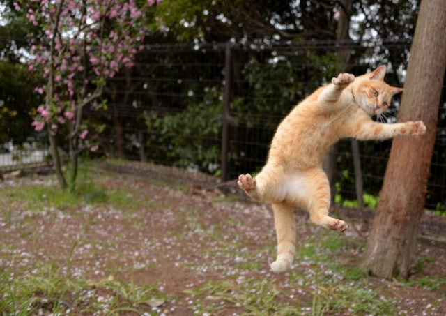 ジャンプする猫