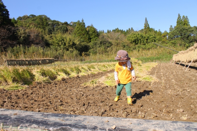 子どもと稲刈り