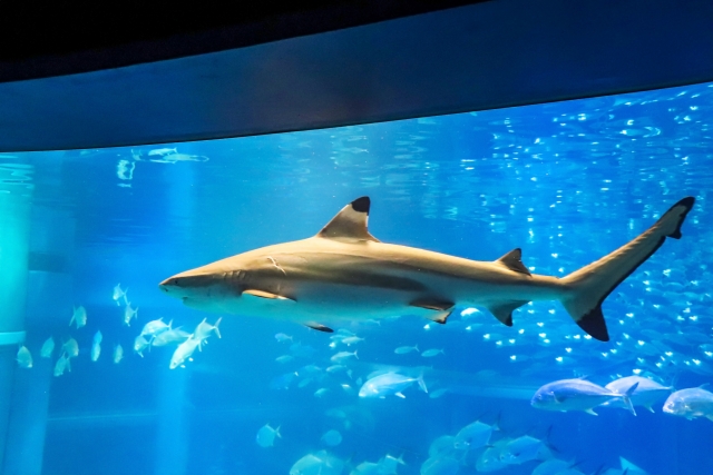 水族館のサメ